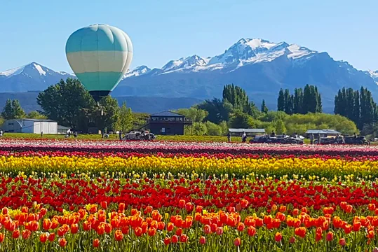 campo de tulipanes globo