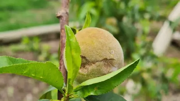 Fruta helada