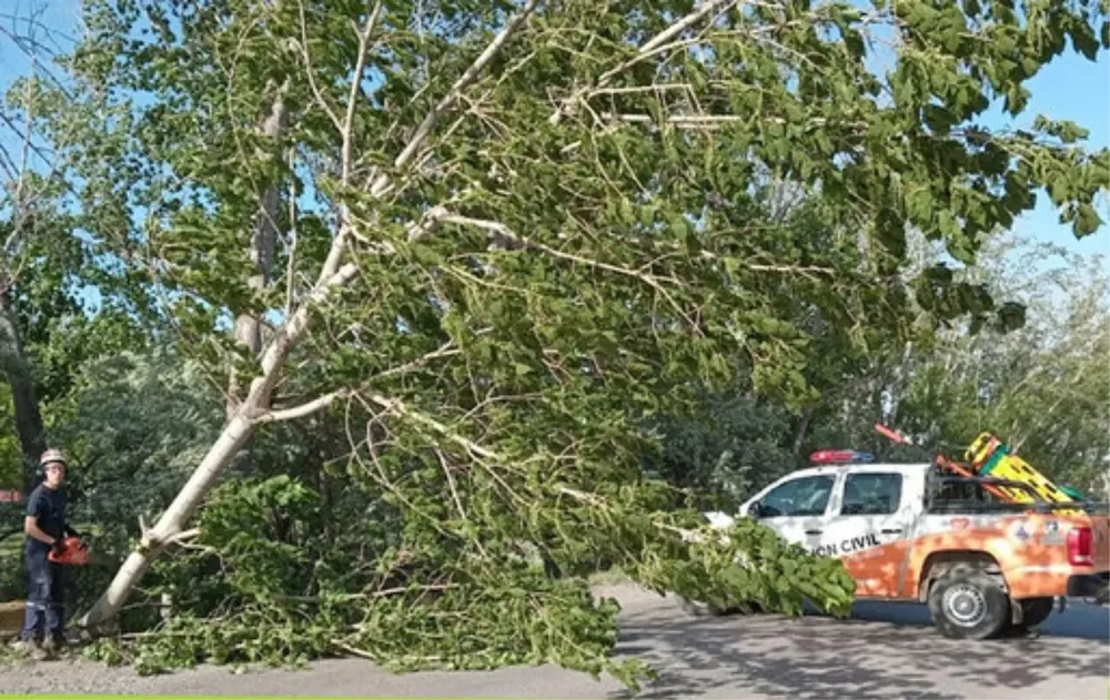 arbol caido cipo