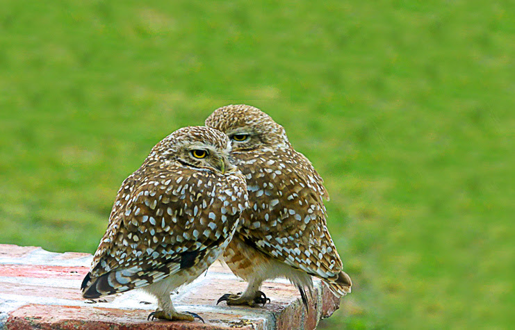 aves