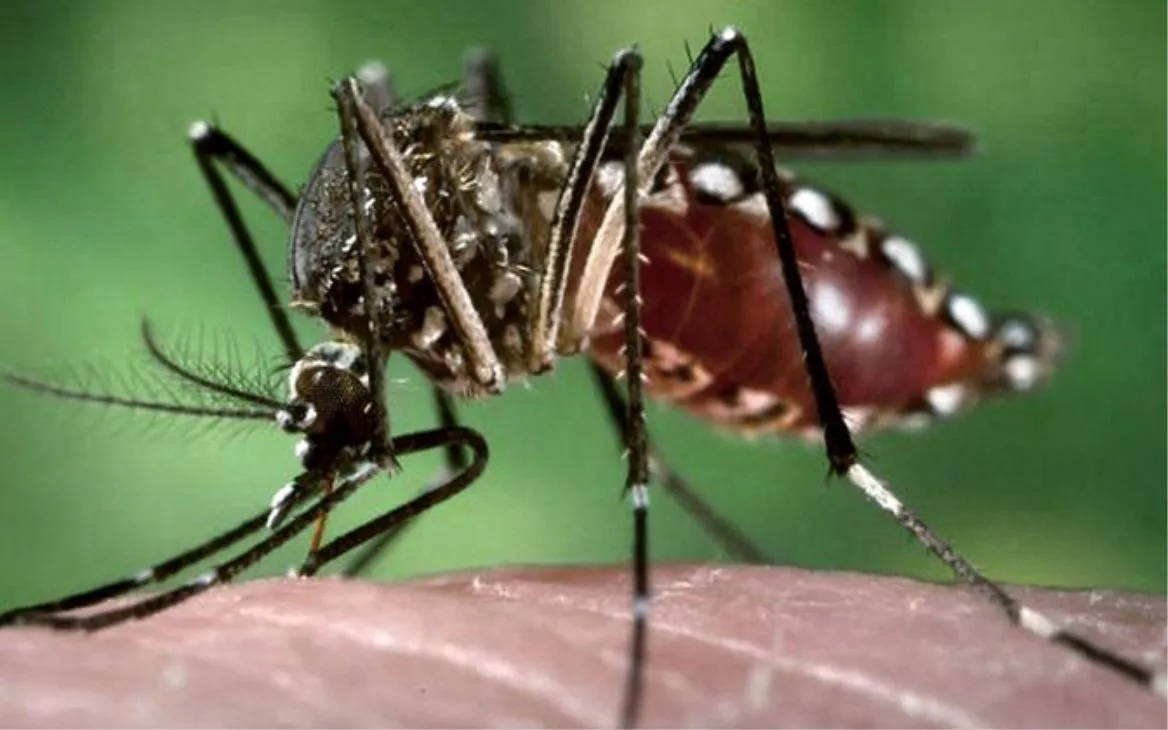 dengue