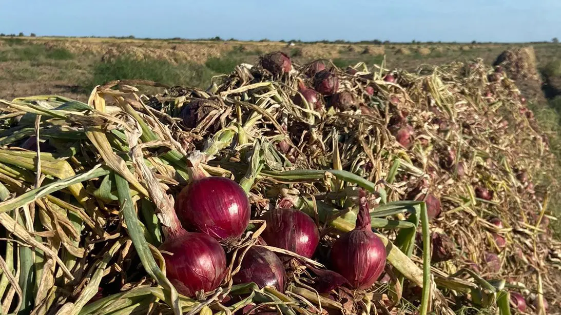 cebolla