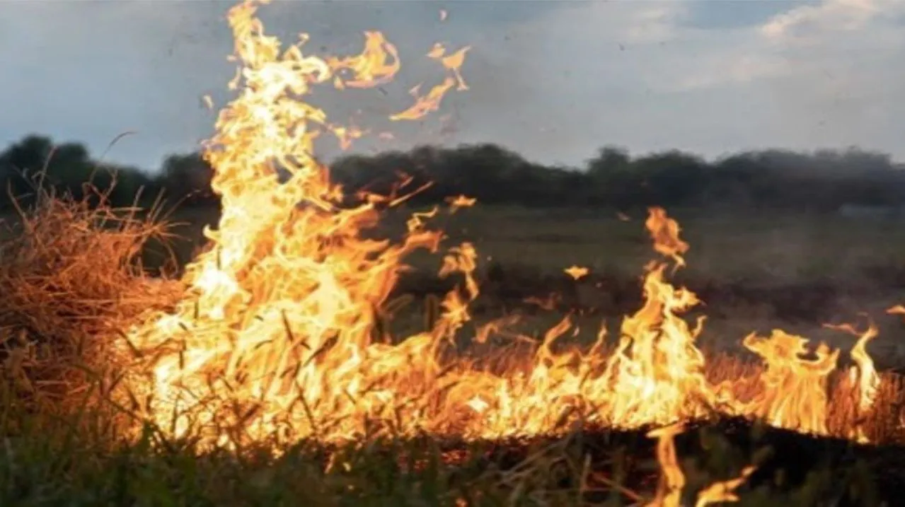 incendio forestal cipo