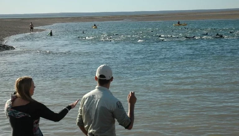 delfines SAO