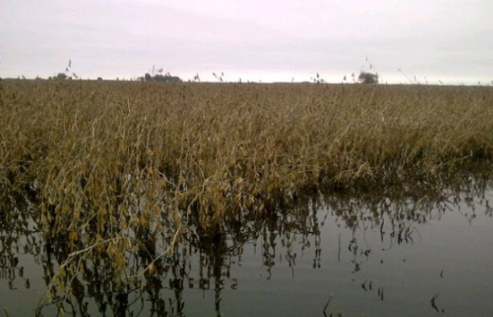 Soja inundacion