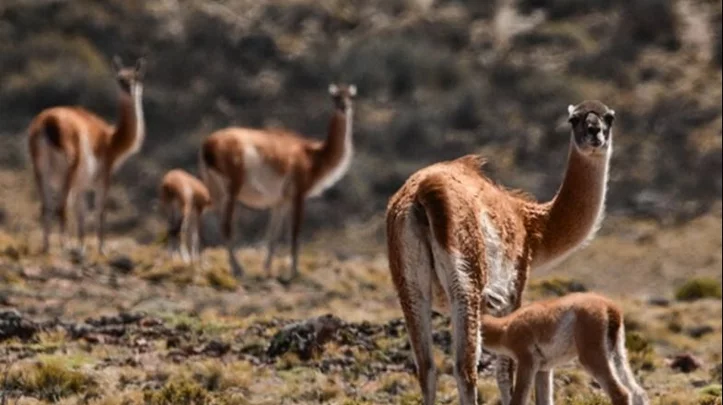 guanaco