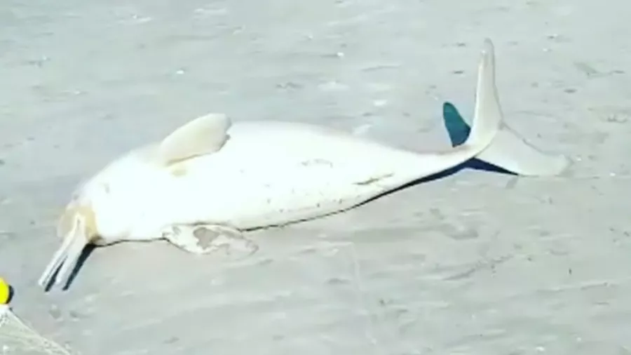 delfin