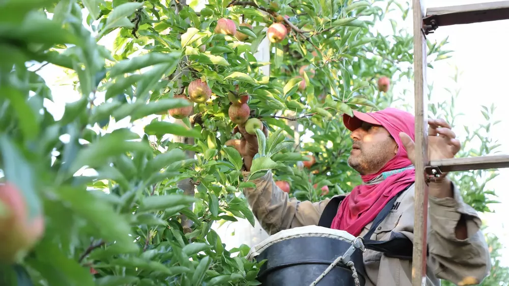 Trabajadores fruticultura
