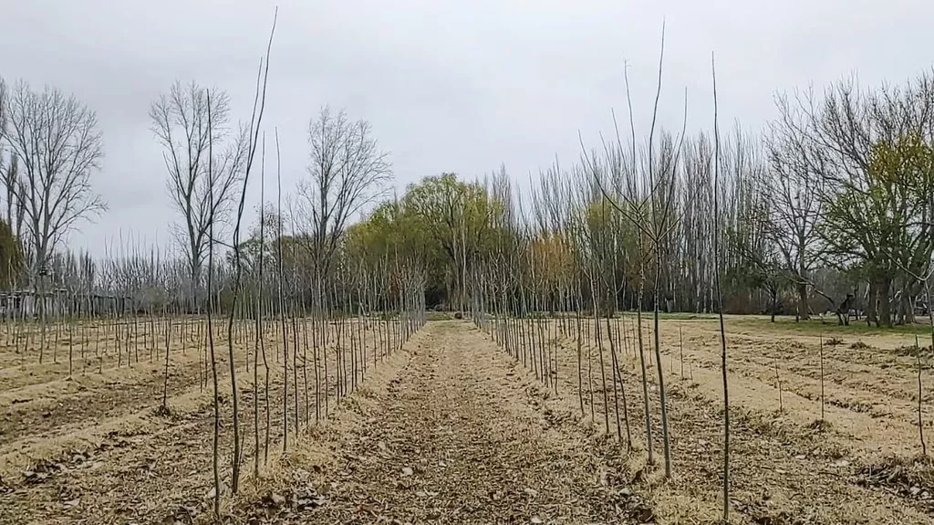 Árbol vereda coipo