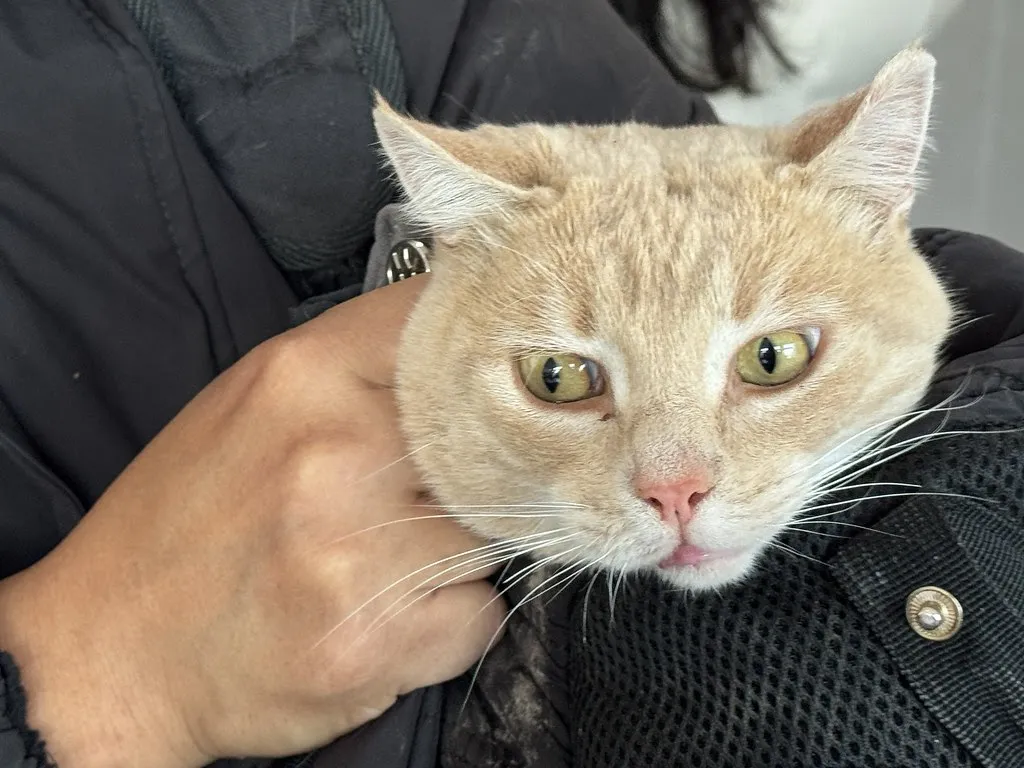 gato
