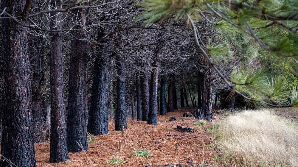 arboles