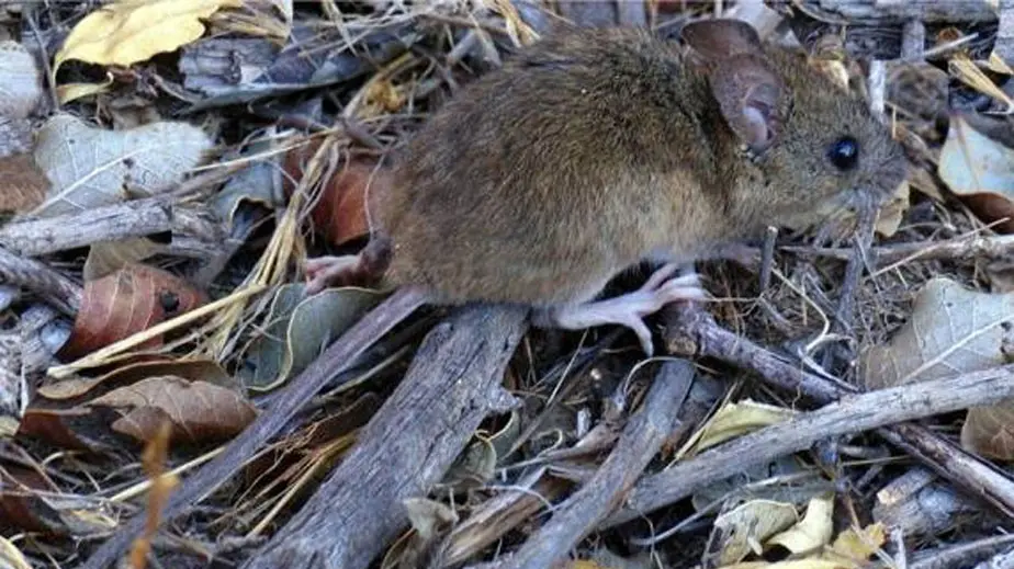 hantavirus