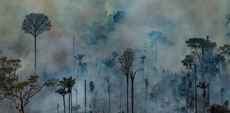 Humo amazonas