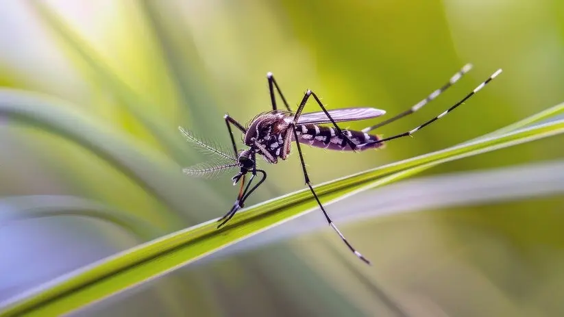 dengue