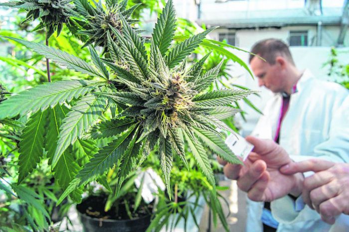 Cannabis medicinal
