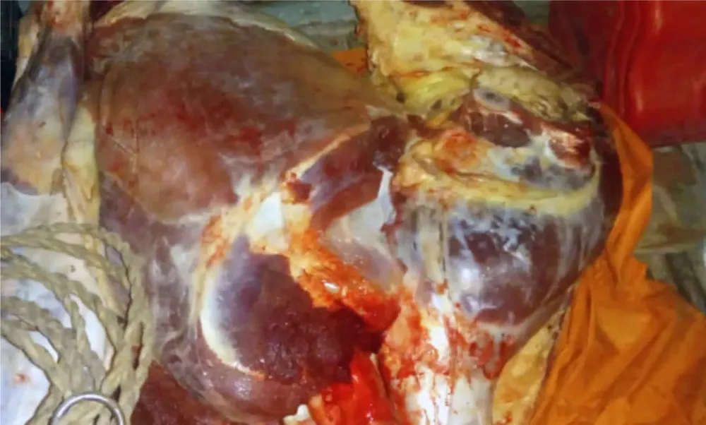 carne
