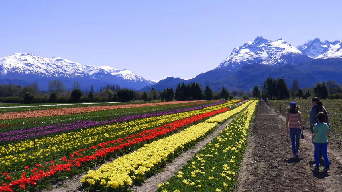 tulipanes