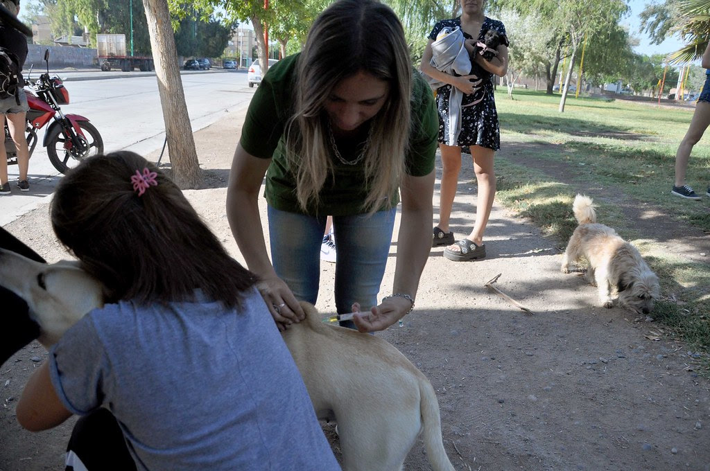 Vacunacion perros