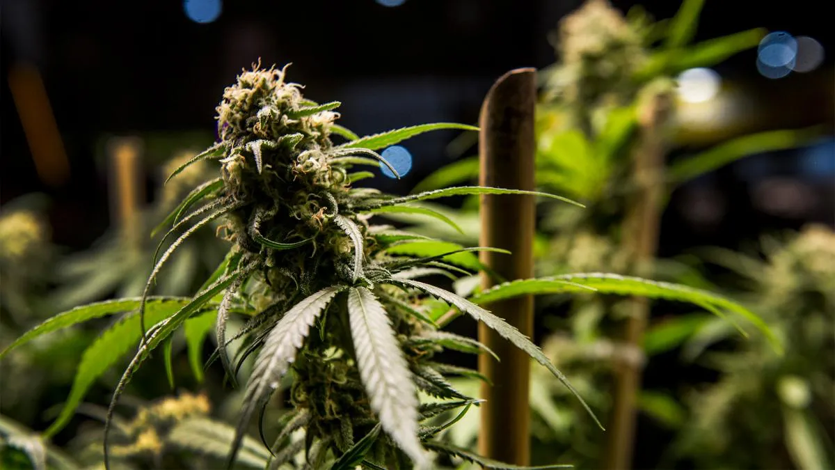 cannabis