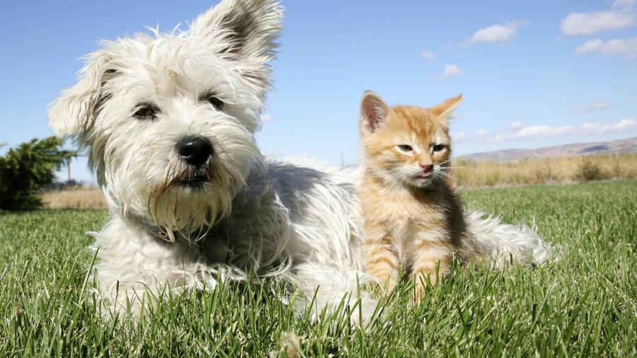 perro gato