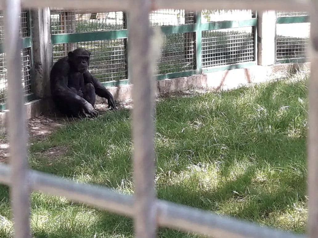 chimpancé Toti