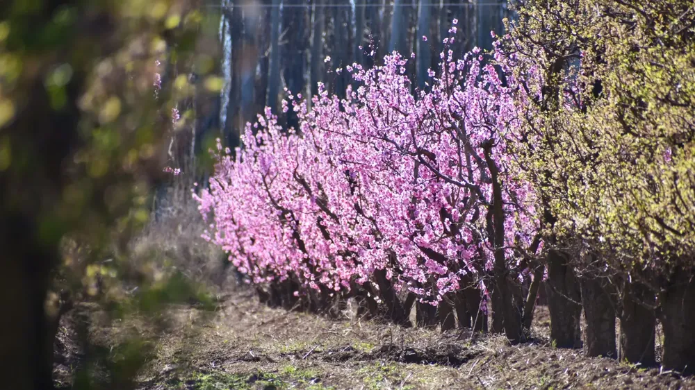 chacra primavera