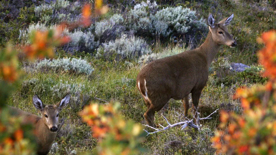 Huemul