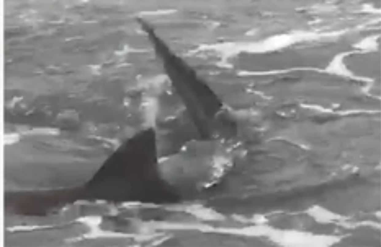 Tiburones