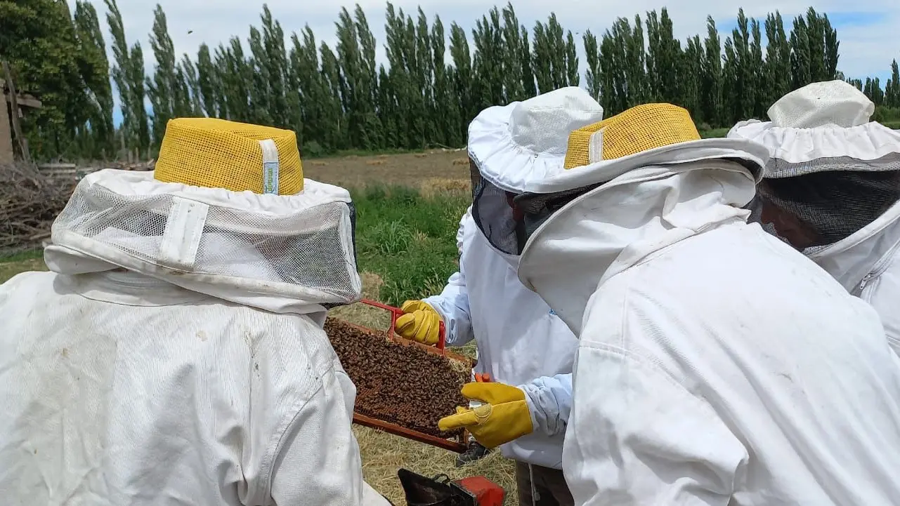 inspectores apicolas