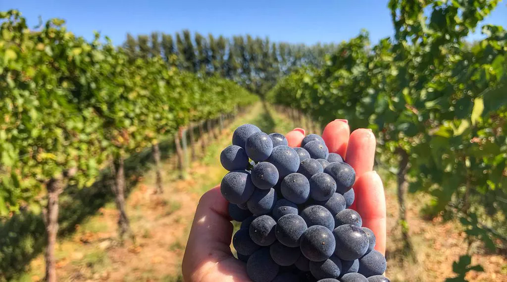 Pinot
