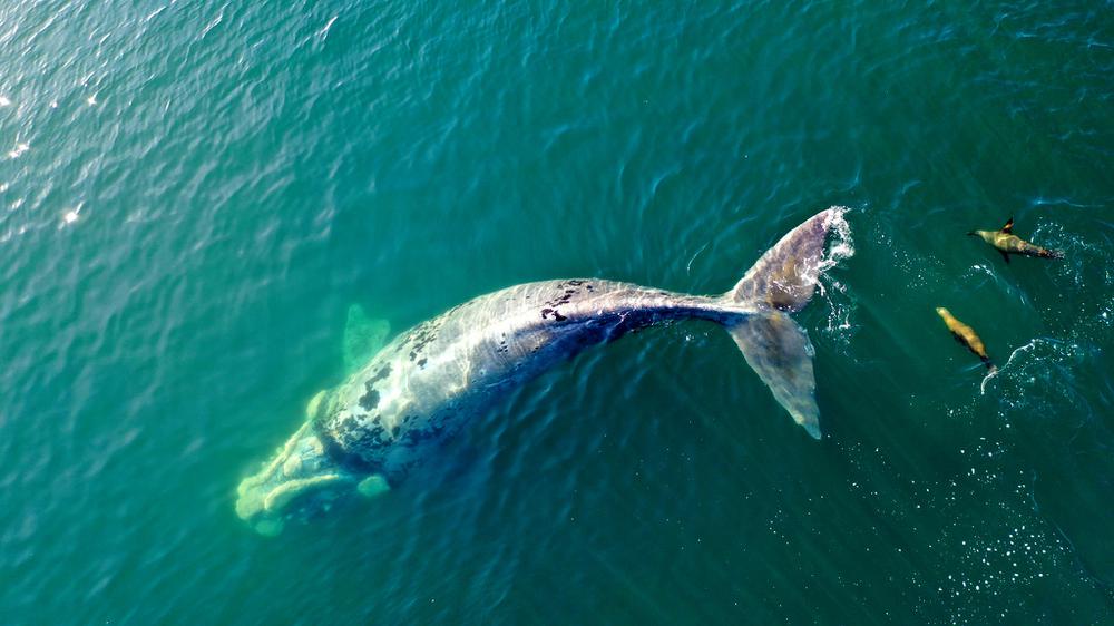 Ballena