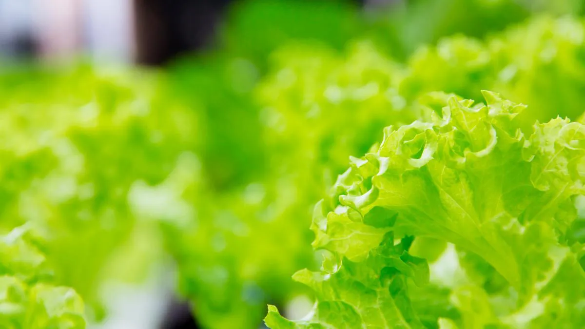 lechuga