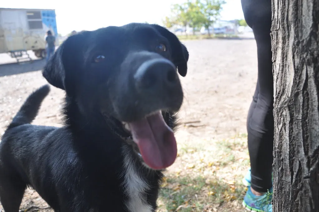 perro