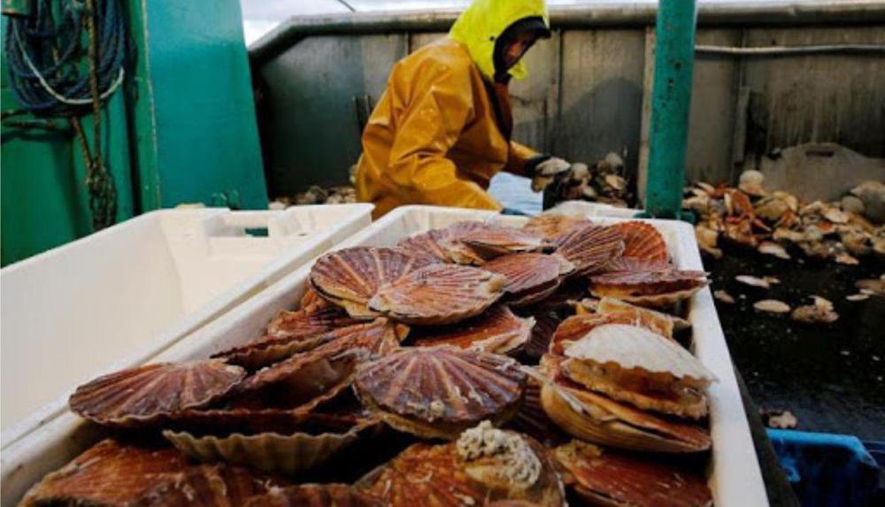PEsca Vieyras1