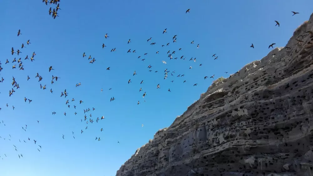 loros