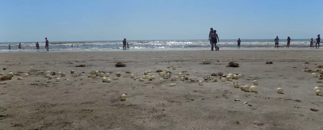 huevos de mar