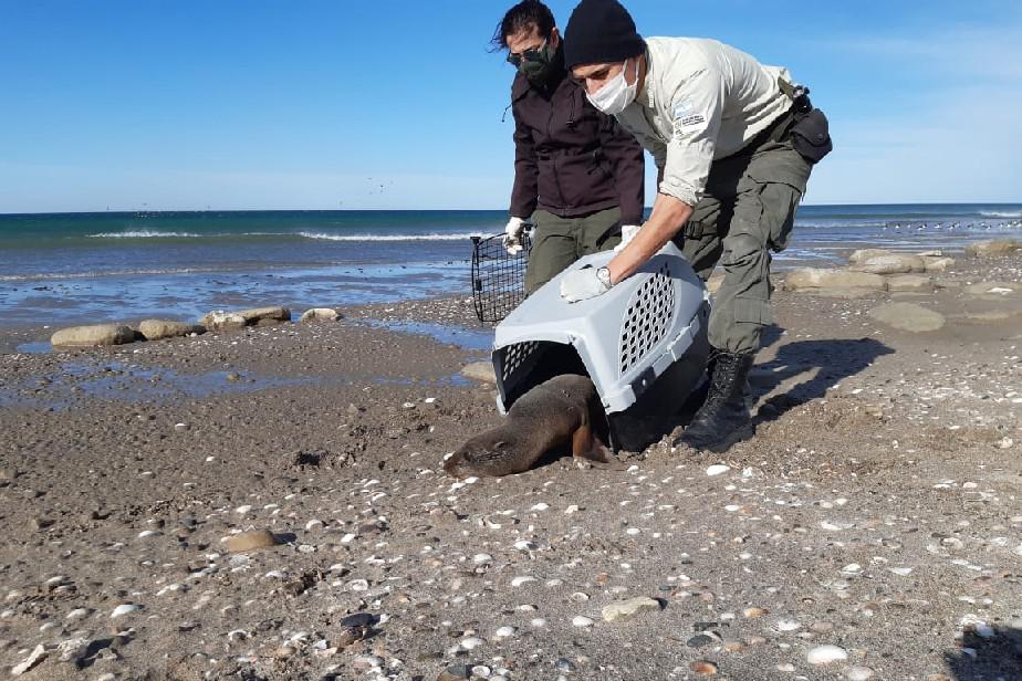 Agrupamiento de Agentes de Conservación