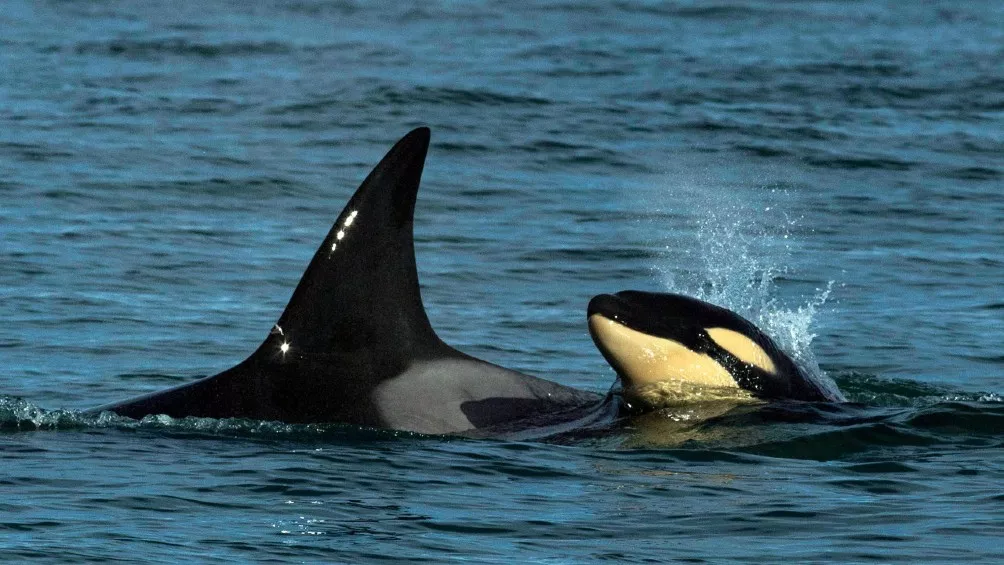 Orcas