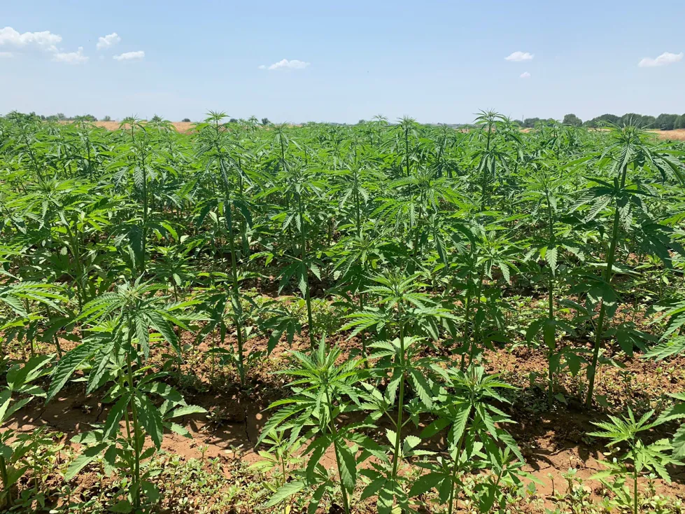cultivo cañamo