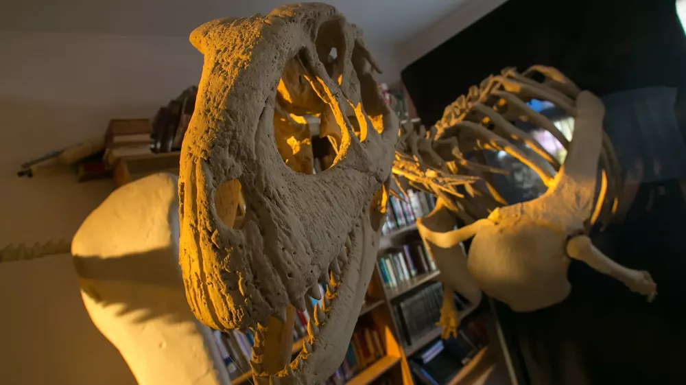 dino cipo
