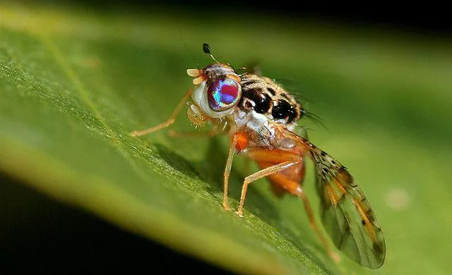 mosca de los frutos