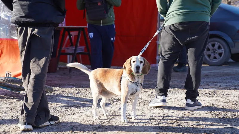 perro