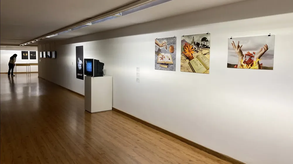 Julieta anaut obras cipo