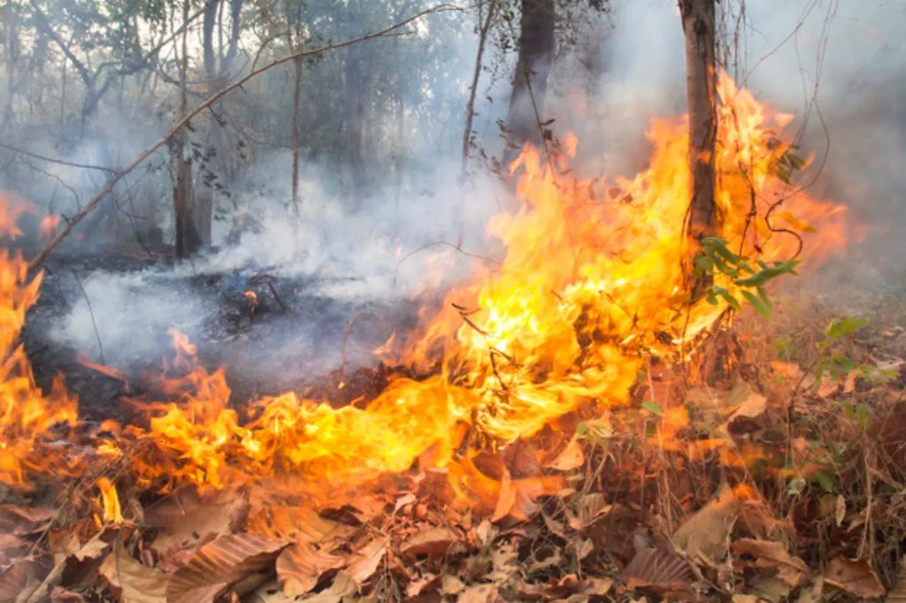 incendios forestales