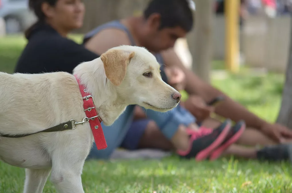 perro