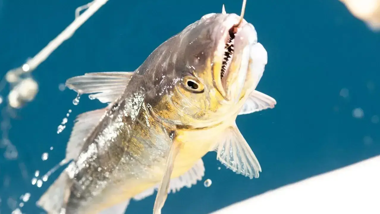 pesca rn