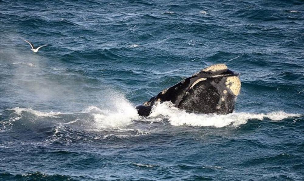 Ballenas1