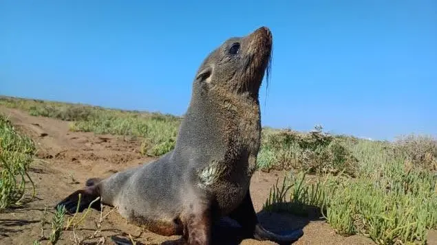 foca