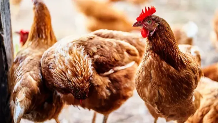 gallinas