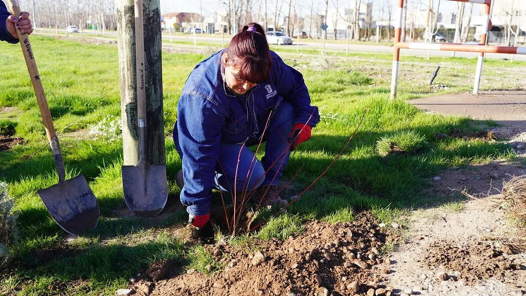 reforestacion calle velez s.